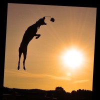 Mastering Homemade Baby Burgers: Easy Recipe & Grilling Tips